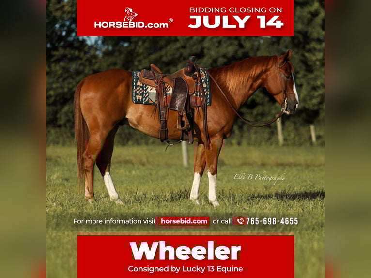 American Quarter Horse Wallach 8 Jahre 155 cm Rotfuchs in Brodhead