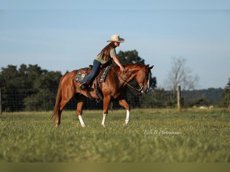 American Quarter Horse Wallach 8 Jahre 155 cm Rotfuchs in Brodhead