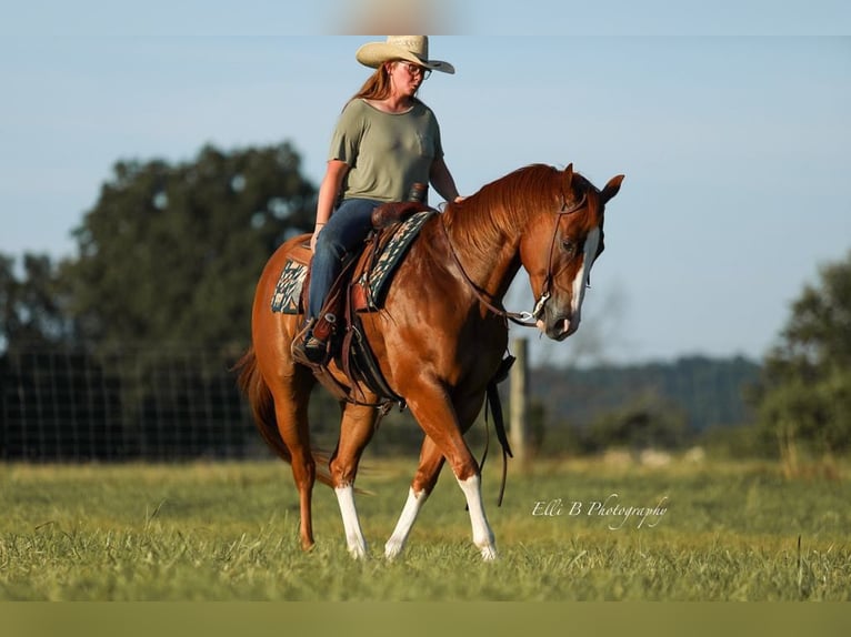 American Quarter Horse Wallach 8 Jahre 155 cm Rotfuchs in Brodhead