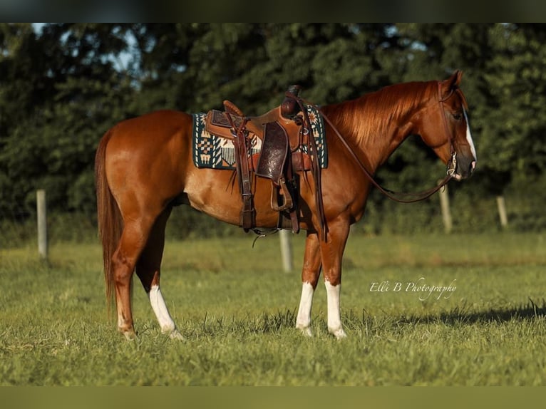 American Quarter Horse Wallach 8 Jahre 155 cm Rotfuchs in Brodhead