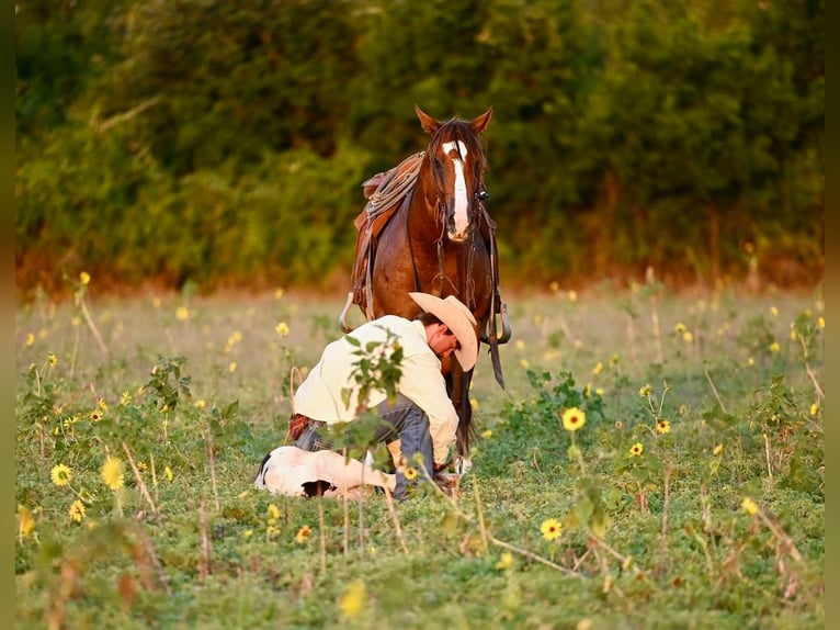 American Quarter Horse Wallach 8 Jahre 155 cm Rotfuchs in Waco, TX