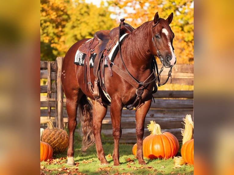 American Quarter Horse Wallach 8 Jahre 155 cm Rotfuchs in Robards, KY