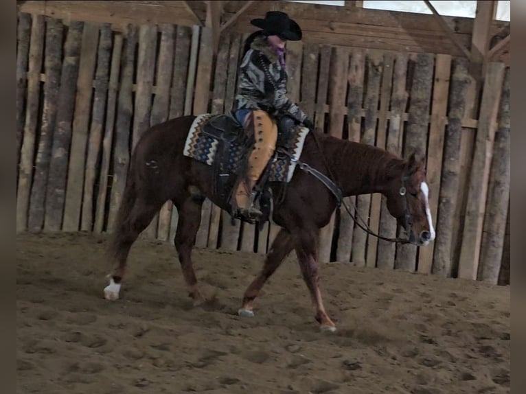 American Quarter Horse Wallach 8 Jahre 155 cm Rotfuchs in Robards, KY