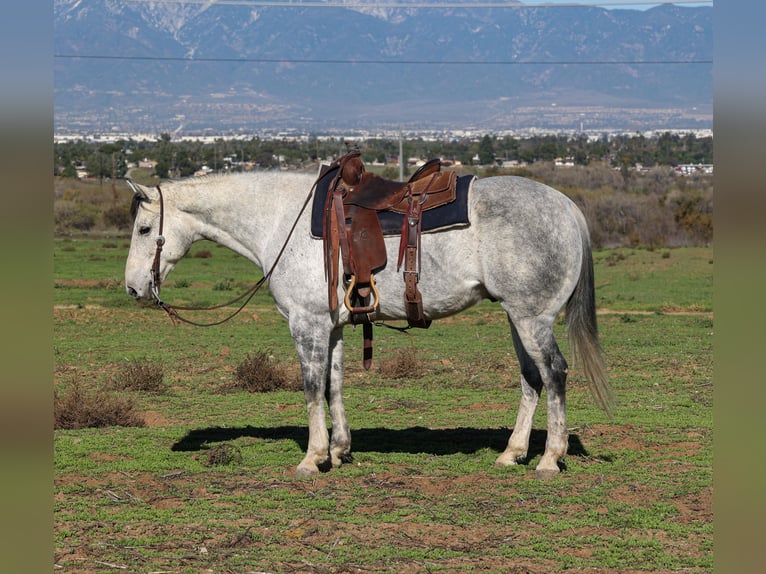 American Quarter Horse Wallach 8 Jahre 155 cm Schimmel in Norco
