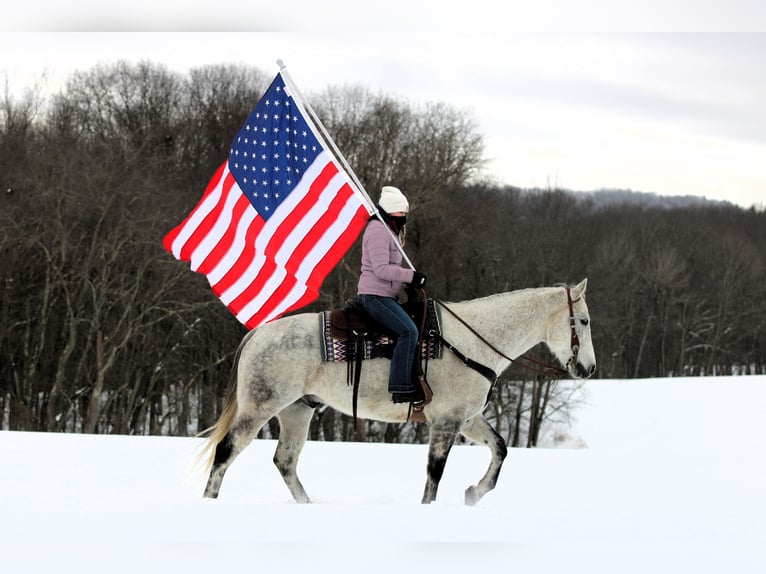American Quarter Horse Wallach 8 Jahre 155 cm Schimmel in Clarion