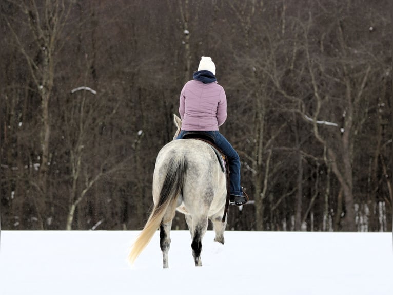 American Quarter Horse Wallach 8 Jahre 155 cm Schimmel in Clarion