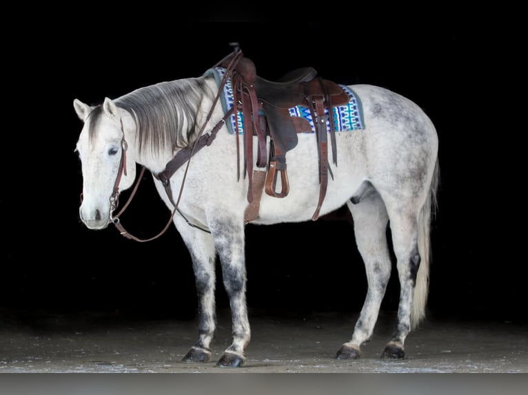 American Quarter Horse Wallach 8 Jahre 155 cm Schimmel in Clarion