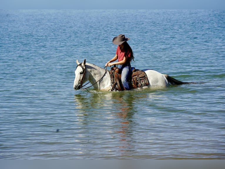 American Quarter Horse Wallach 8 Jahre 155 cm Schimmel in Corsica