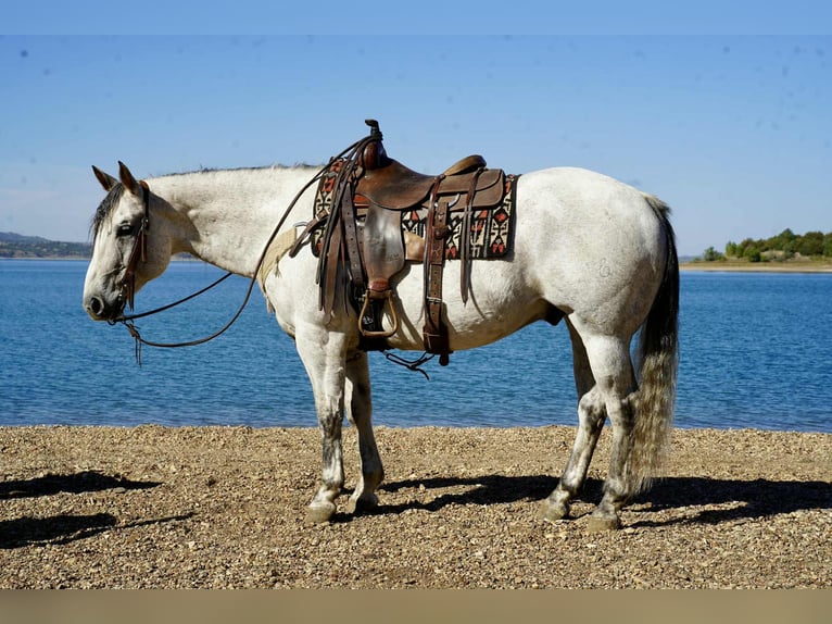 American Quarter Horse Wallach 8 Jahre 155 cm Schimmel in Corsica