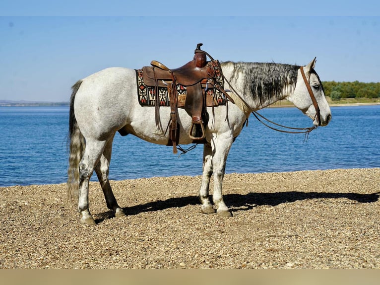 American Quarter Horse Wallach 8 Jahre 155 cm Schimmel in Corsica