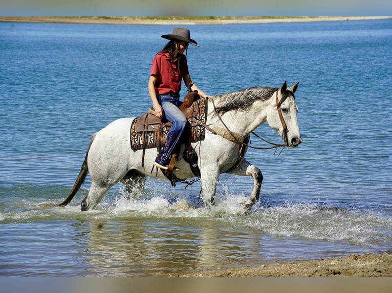 American Quarter Horse Wallach 8 Jahre 155 cm Schimmel in Corsica