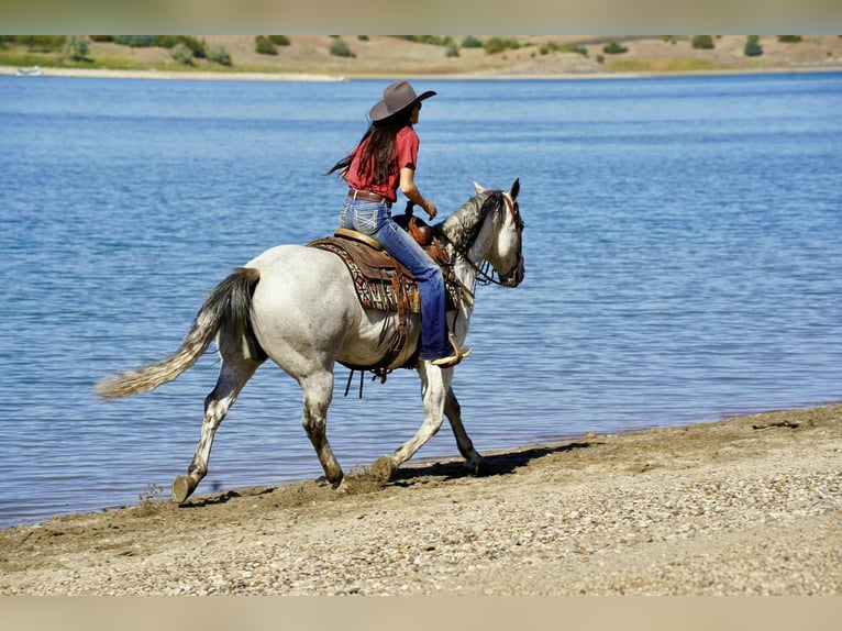 American Quarter Horse Wallach 8 Jahre 155 cm Schimmel in Corsica