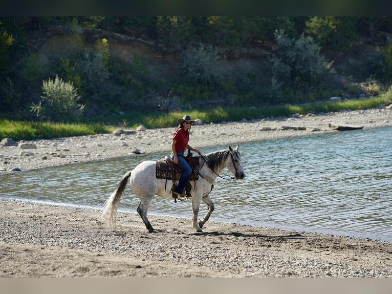 American Quarter Horse Wallach 8 Jahre 155 cm Schimmel in Corsica