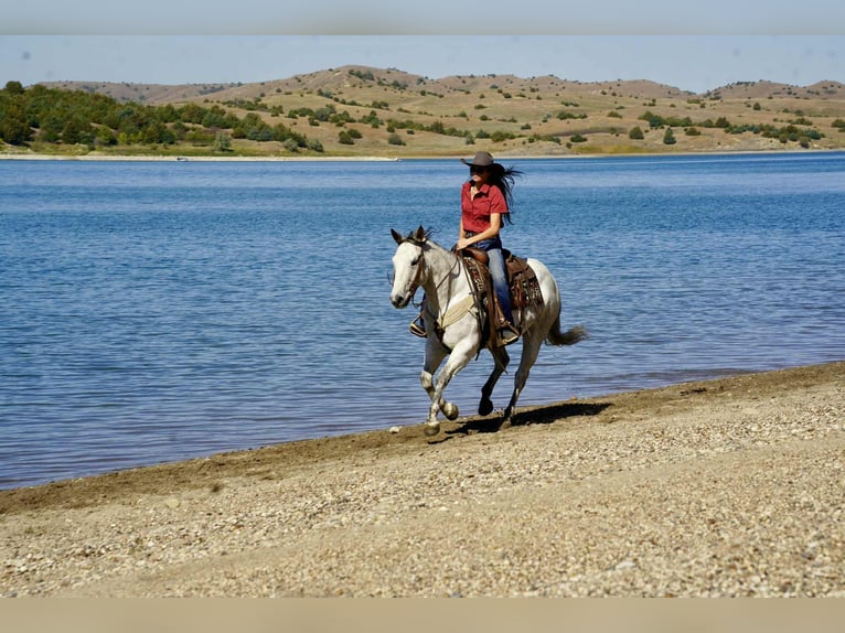 American Quarter Horse Wallach 8 Jahre 155 cm Schimmel in Corsica