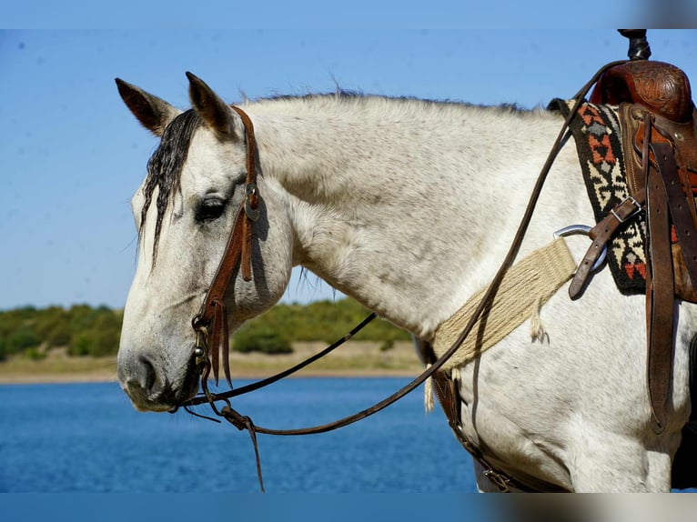 American Quarter Horse Wallach 8 Jahre 155 cm Schimmel in Corsica