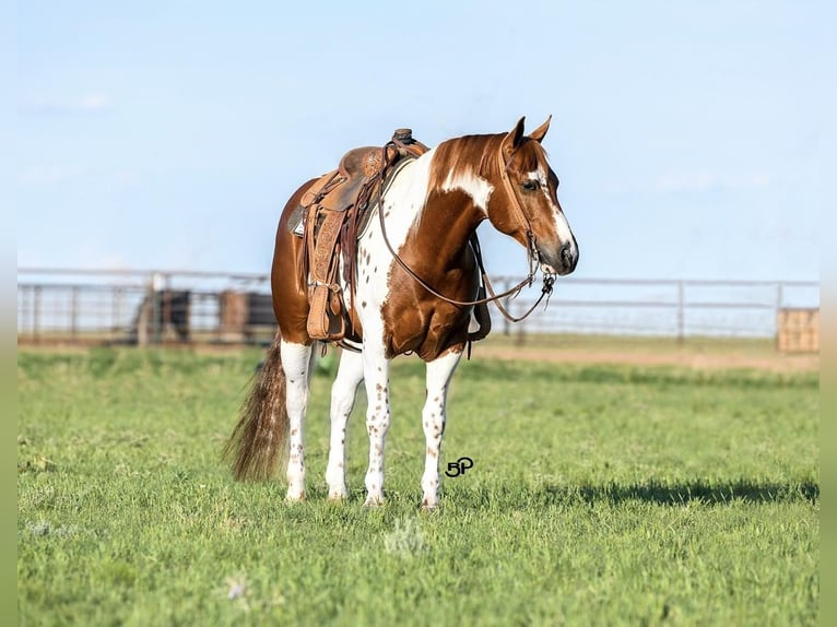 American Quarter Horse Wallach 8 Jahre 155 cm Tobiano-alle-Farben in Canyon TX