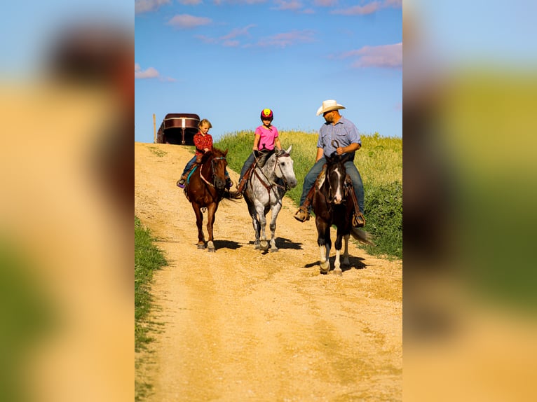 American Quarter Horse Wallach 8 Jahre 155 cm Tobiano-alle-Farben in Charlotte IA