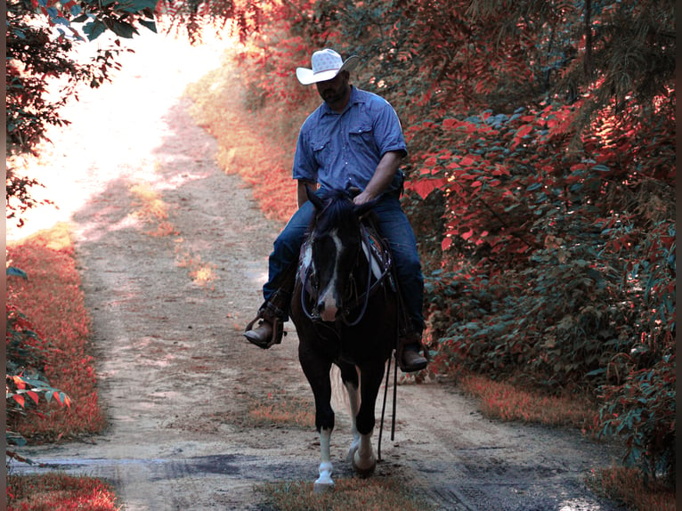 American Quarter Horse Wallach 8 Jahre 155 cm Tobiano-alle-Farben in Charlotte IA