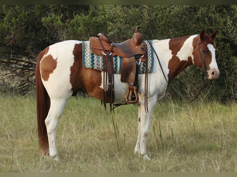 American Quarter Horse Wallach 8 Jahre 155 cm Tobiano-alle-Farben in Lipan TX