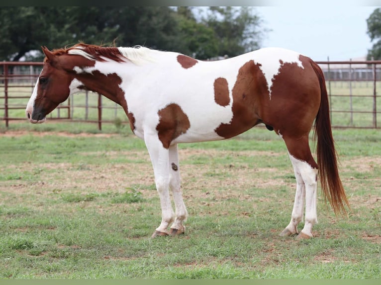 American Quarter Horse Wallach 8 Jahre 155 cm Tobiano-alle-Farben in Lipan TX