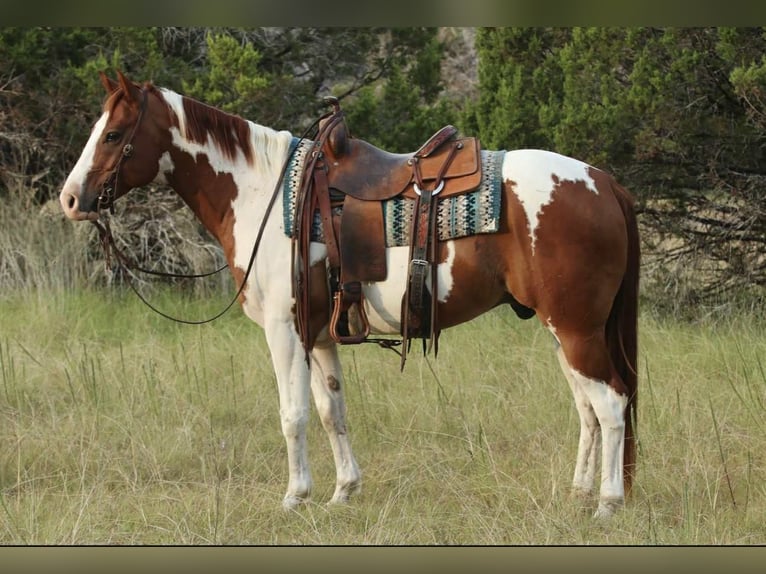 American Quarter Horse Wallach 8 Jahre 155 cm Tobiano-alle-Farben in Lipan TX