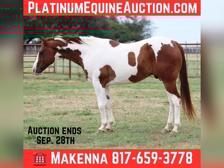 American Quarter Horse Wallach 8 Jahre 155 cm Tobiano-alle-Farben in Lipan TX