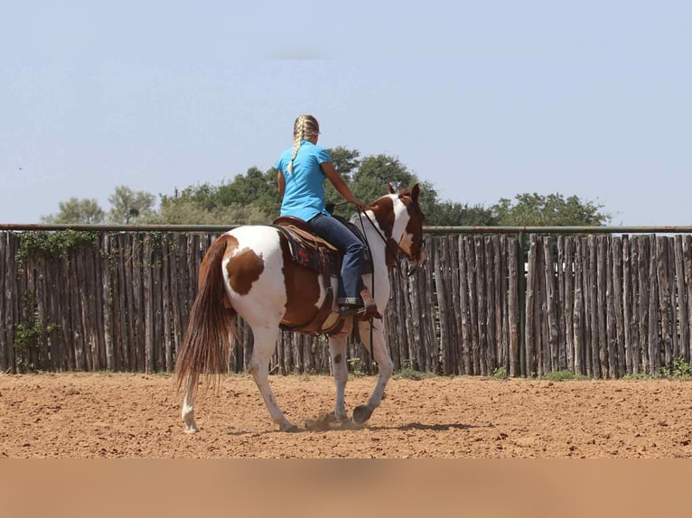 American Quarter Horse Wallach 8 Jahre 155 cm Tobiano-alle-Farben in Lipan TX