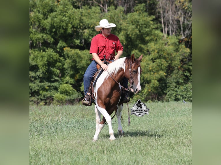 American Quarter Horse Wallach 8 Jahre 155 cm Tobiano-alle-Farben in Mount Vernon KY