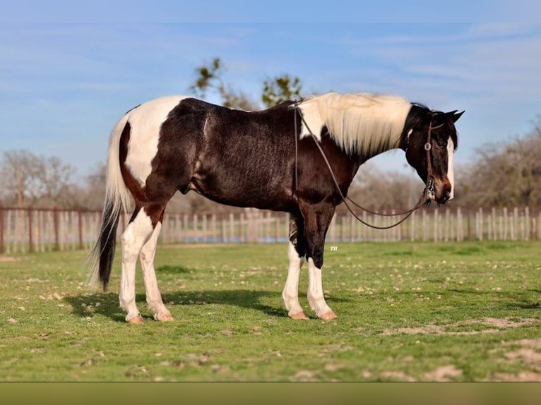 American Quarter Horse Wallach 8 Jahre 155 cm Tobiano-alle-Farben in Weatherford TX