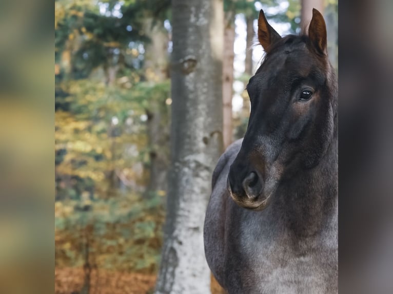 American Quarter Horse Wallach 8 Jahre 156 cm Roan-Red in Ober&#xF6;sterreich