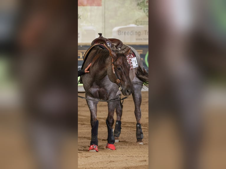 American Quarter Horse Wallach 8 Jahre 156 cm Roan-Red in Ober&#xF6;sterreich