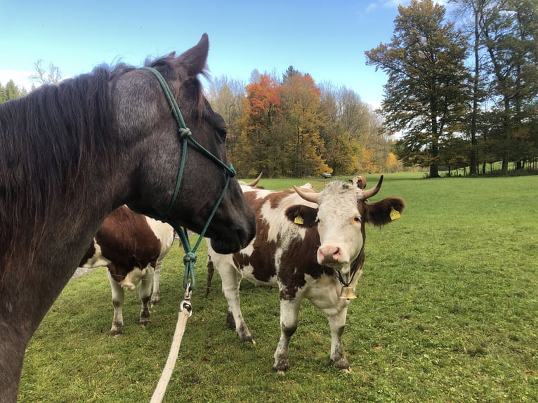 American Quarter Horse Wallach 8 Jahre 156 cm Roan-Red in Ober&#xF6;sterreich