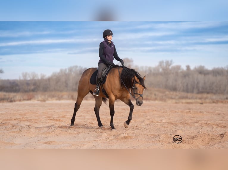 American Quarter Horse Wallach 8 Jahre 157 cm Buckskin in Canyon