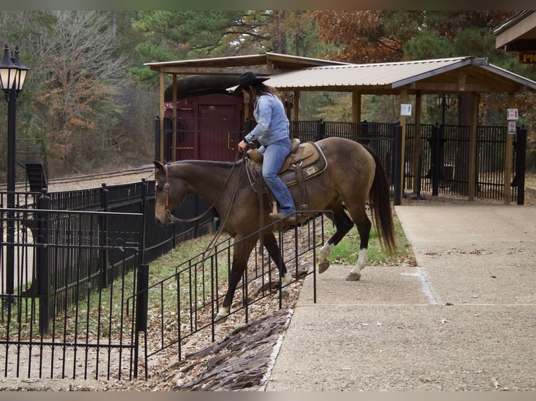 American Quarter Horse Wallach 8 Jahre 157 cm Buckskin in Rusk, TX