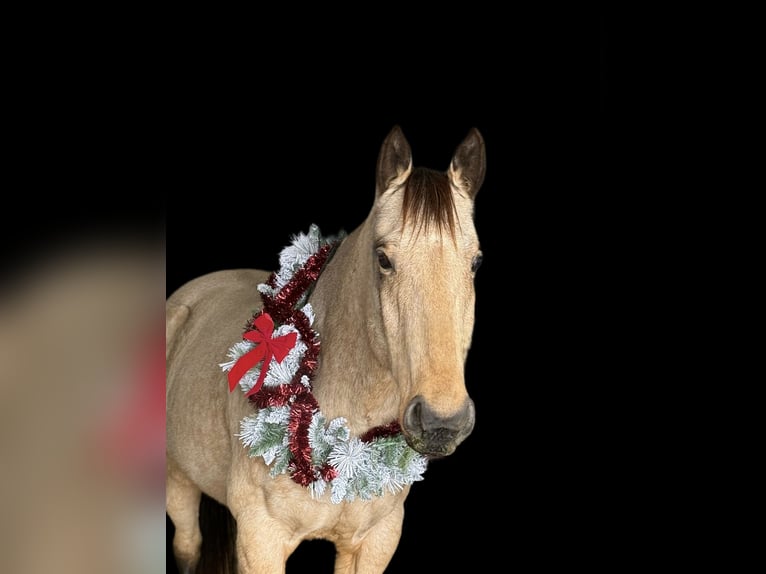 American Quarter Horse Wallach 8 Jahre 157 cm Buckskin in Plano
