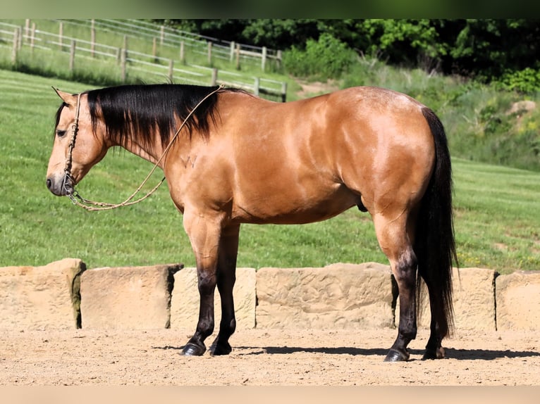 American Quarter Horse Wallach 8 Jahre 157 cm Buckskin in Millersburg