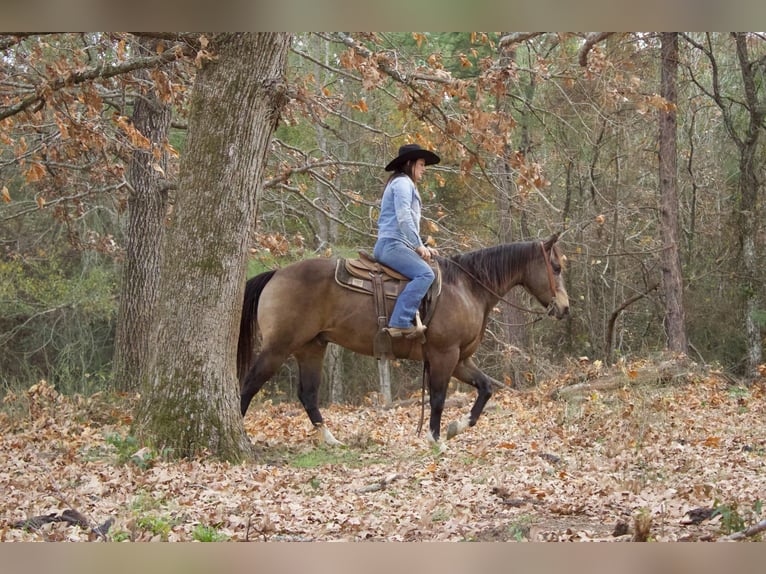 American Quarter Horse Wallach 8 Jahre 157 cm Buckskin in RUsk TX