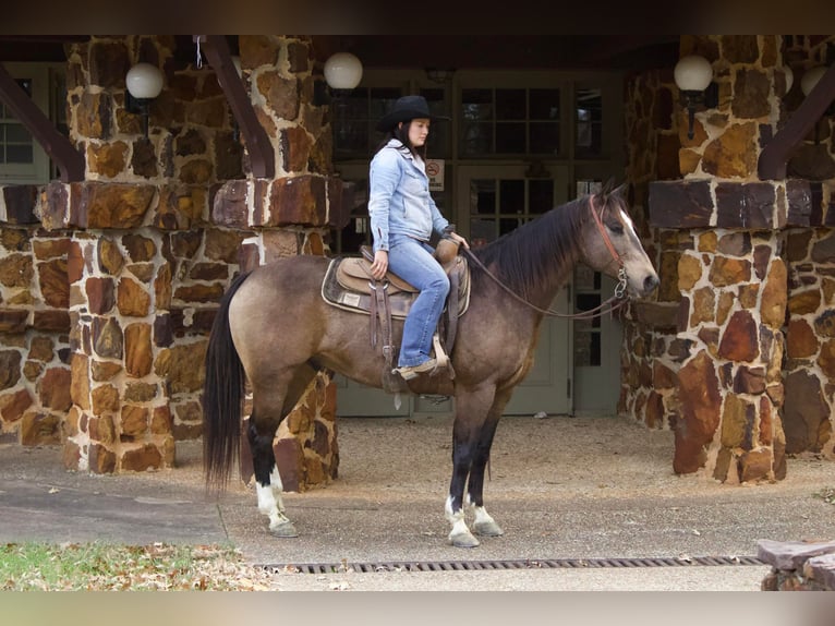 American Quarter Horse Wallach 8 Jahre 157 cm Buckskin in RUsk TX
