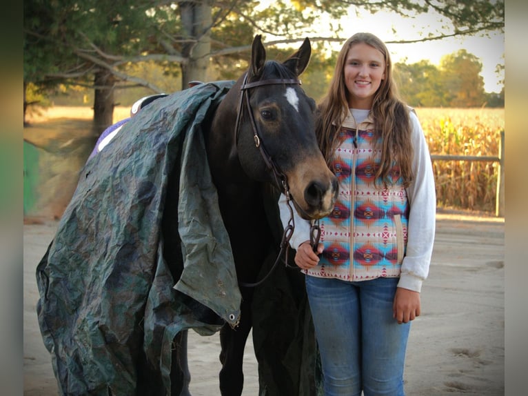 American Quarter Horse Wallach 8 Jahre 157 cm Buckskin in Saint Joe IN