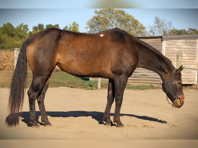 American Quarter Horse Wallach 8 Jahre 157 cm Buckskin in Saint Joe IN