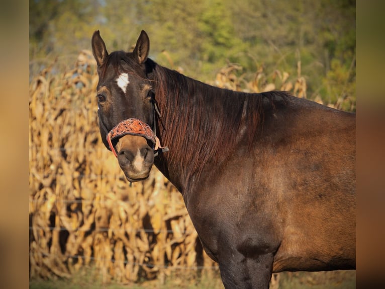 American Quarter Horse Wallach 8 Jahre 157 cm Buckskin in Saint Joe IN