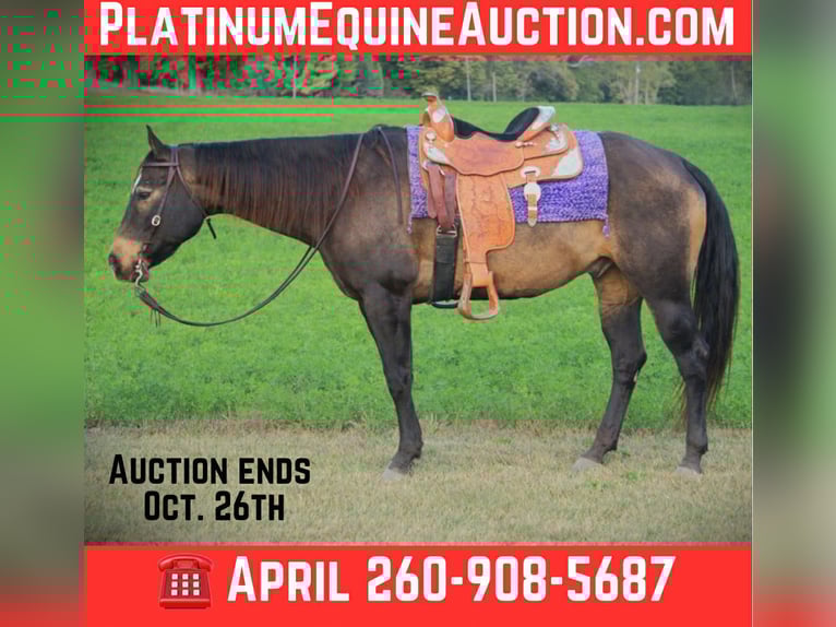 American Quarter Horse Wallach 8 Jahre 157 cm Buckskin in Saint Joe IN