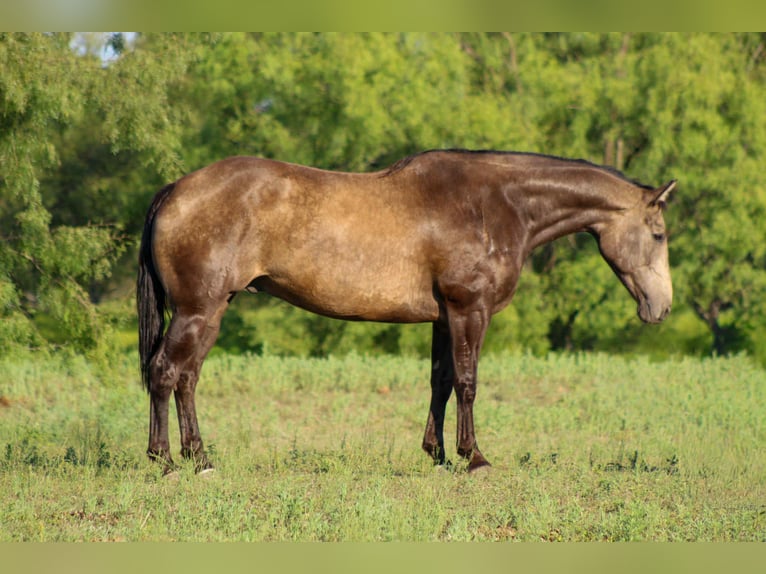 American Quarter Horse Wallach 8 Jahre 157 cm Buckskin in Stephenville TX