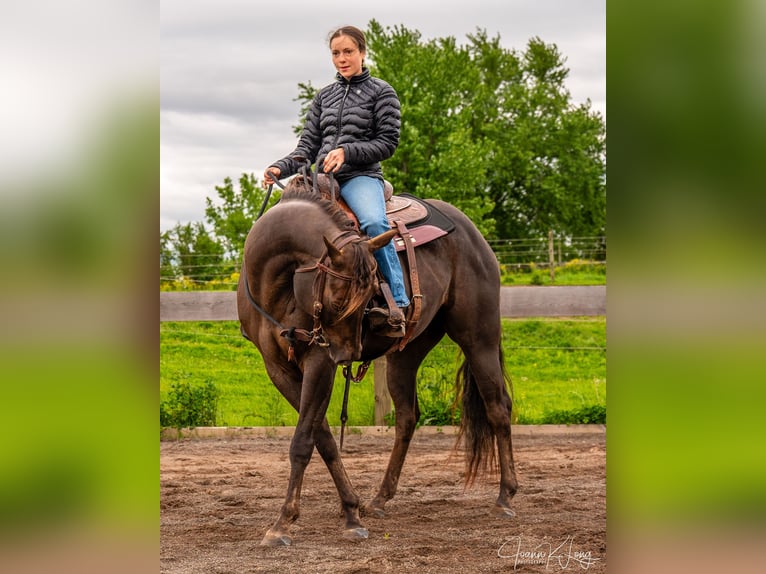 American Quarter Horse Wallach 8 Jahre 157 cm Dunkelfuchs in Fairport, NY