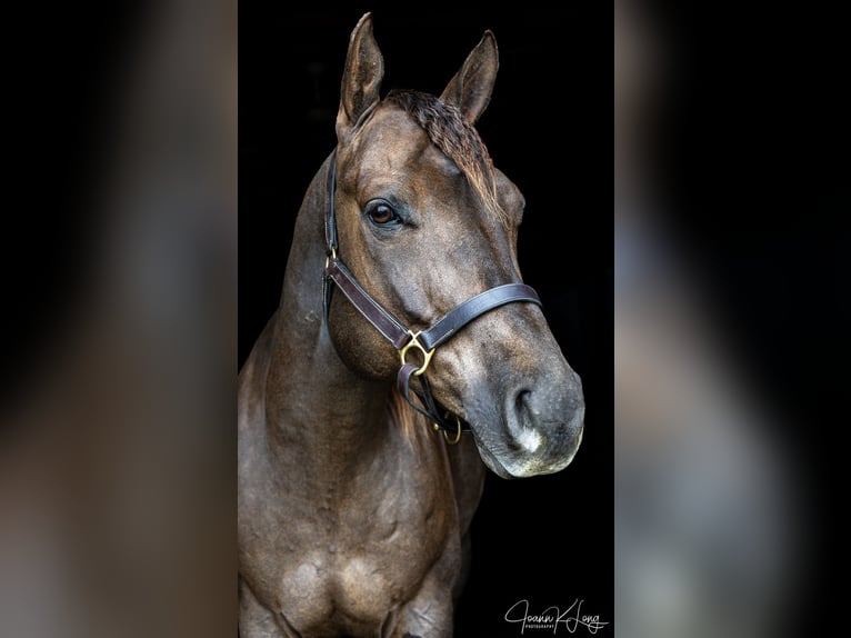 American Quarter Horse Wallach 8 Jahre 157 cm Dunkelfuchs in Fairport, NY