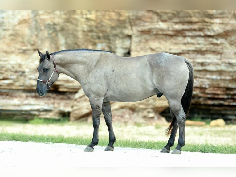 American Quarter Horse Wallach 8 Jahre 157 cm Grullo in Mount Vernon