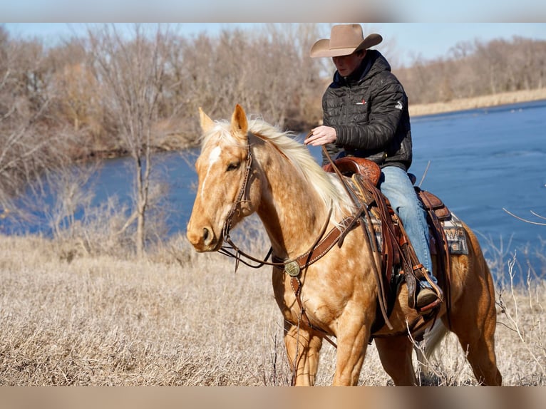 American Quarter Horse Wallach 8 Jahre 157 cm Palomino in Sioux Falls, SD