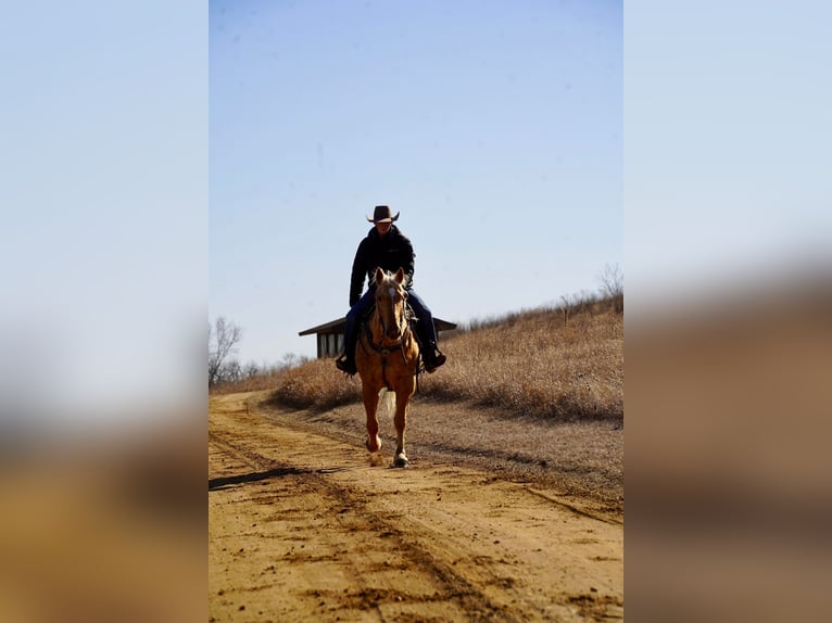 American Quarter Horse Wallach 8 Jahre 157 cm Palomino in Sioux Falls, SD