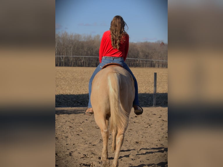 American Quarter Horse Wallach 8 Jahre 157 cm Palomino in Saint Joe