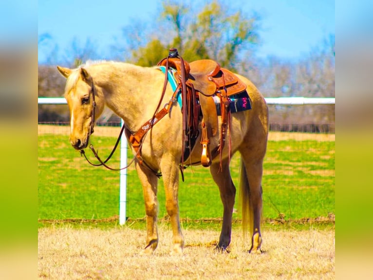 American Quarter Horse Wallach 8 Jahre 157 cm Palomino in Stephenville, TX